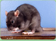 rat control Oakham